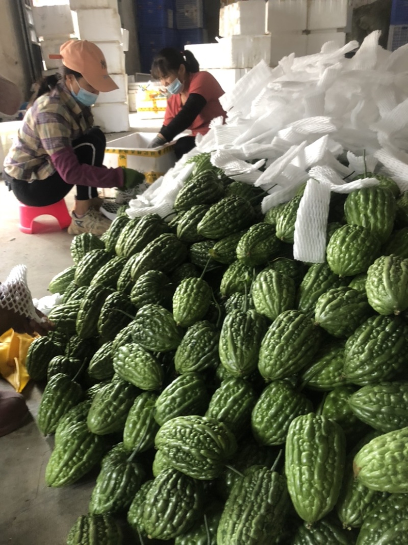 广东苦瓜大量上市中，全国对接，欢迎各位老板来采购，原产地