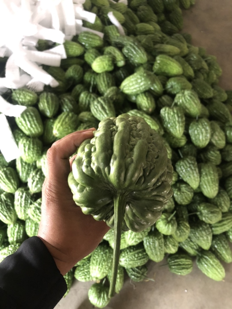广东苦瓜大量上市中，全国对接，欢迎各位老板来采购，原产地