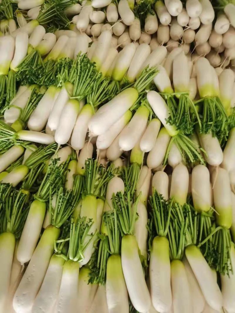 [精品]青萝卜大量上市中，欢迎各位老板咨询选购。