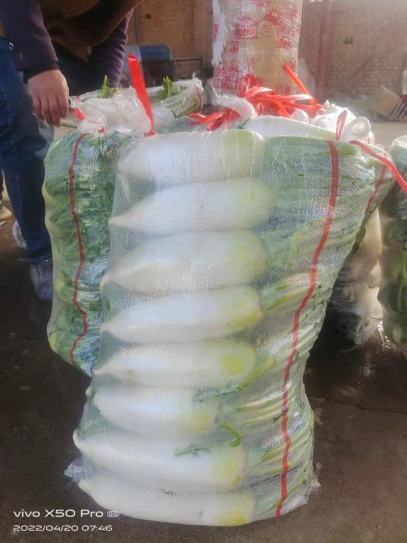 [精品]青萝卜大量上市中，欢迎各位老板咨询选购。
