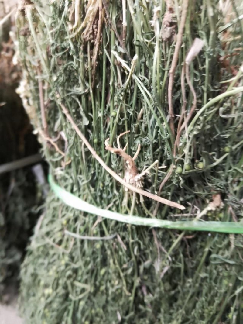 麦黄草，泪草，野生，干品，长期有货，保证质量，，，，。，