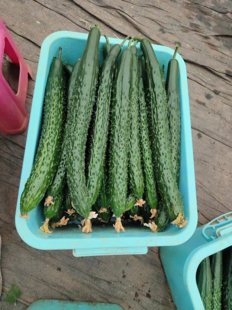 云南丽江大棚黄瓜