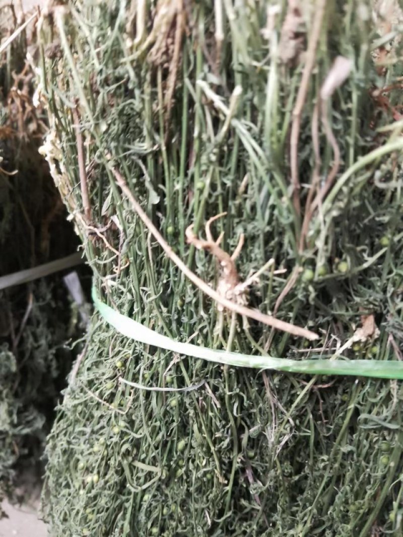 麦黄草，泪草，野生，干品，长期有货，保证质量，，，，。，
