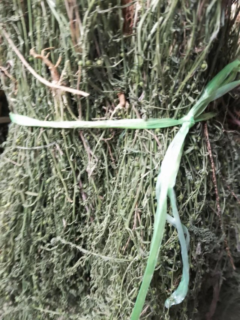 麦黄草，泪草，野生，干品，长期有货，保证质量，，，，。，