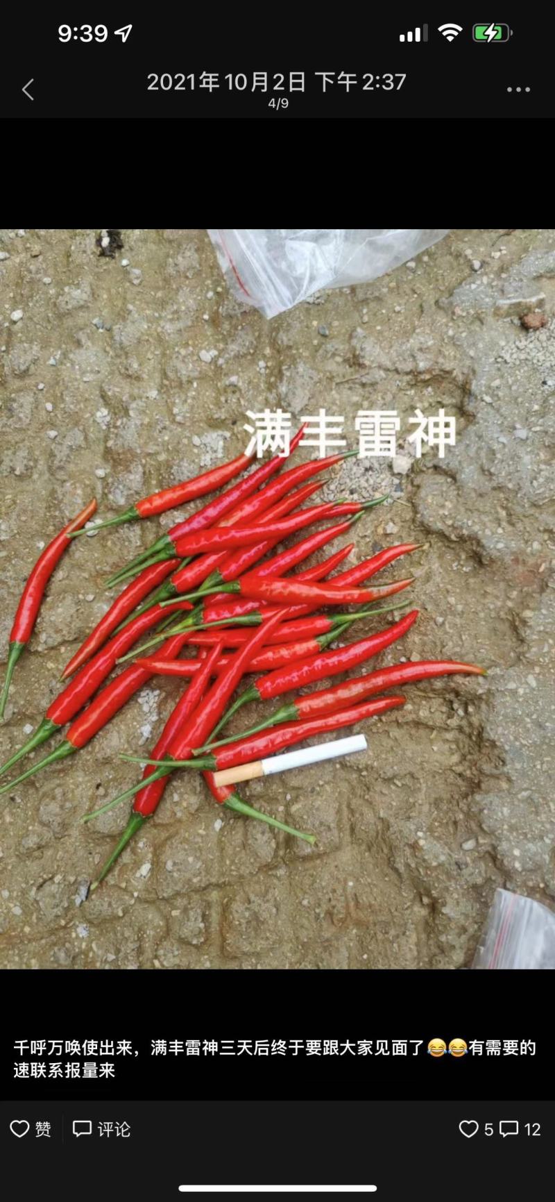 雷神朝天椒种子，早熟品种，超大果，