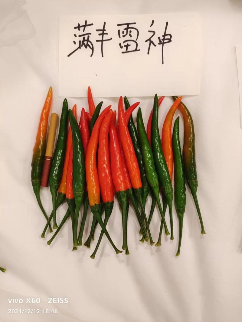 雷神朝天椒种子，早熟品种，超大果，