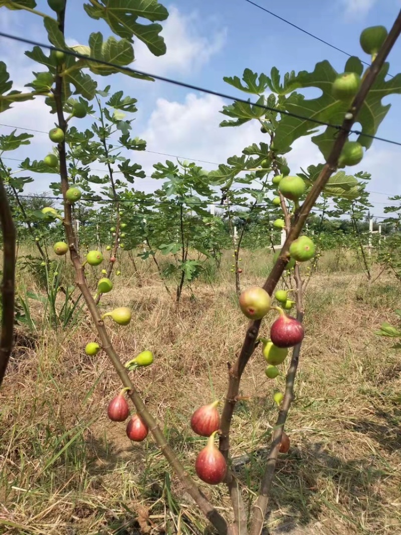 无花果基地直发口感蜜甜个头大一手货源可视频看货欢迎咨询