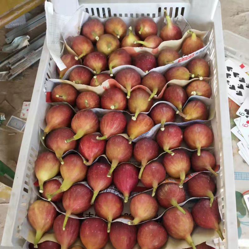 无花果基地直发口感蜜甜个头大一手货源可视频看货欢迎咨询
