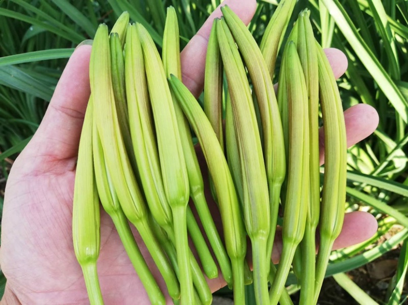 祁阳农家古法制作自然晾晒干黄花菜