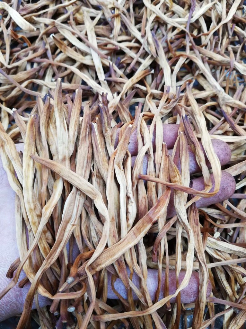 祁阳农家古法制作自然晾晒干黄花菜