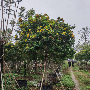 精品6-7公分黄花槐各种公分数都有