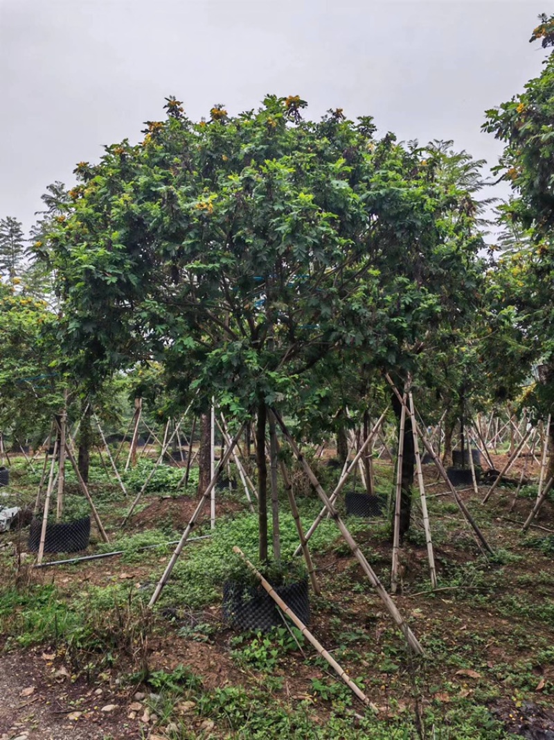 精品6-7公分黄花槐各种公分数都有
