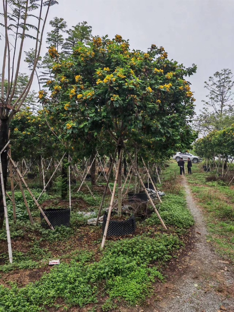 精品6-7公分黄花槐各种公分数都有