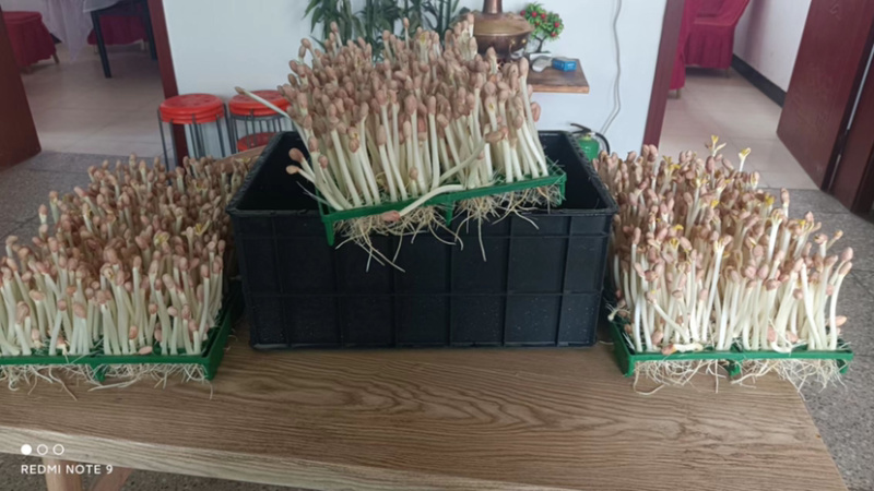 【热销】新鲜花生芽，合作社直供，加盟合作共赢，技术指导。