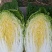 【实力】新鲜白菜矮棵黄心白菜大量上市一手货源保质保量代发