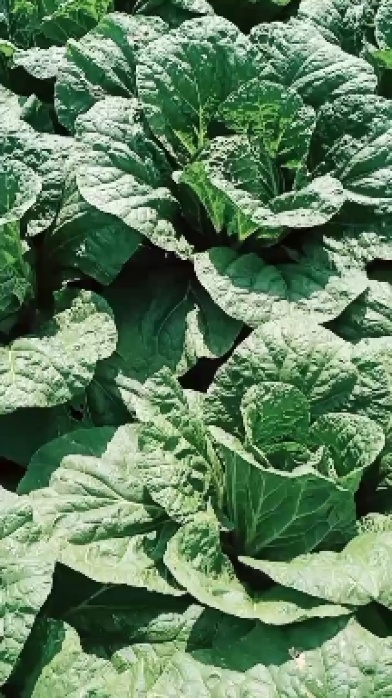 【实力】新鲜白菜矮棵黄心白菜大量上市一手货源保质保量代发