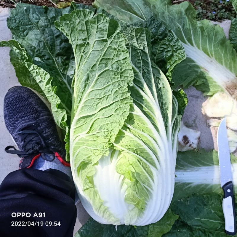 【实力】新鲜白菜矮棵黄心白菜大量上市一手货源保质保量代发