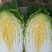 【实力】新鲜白菜矮棵黄心白菜大量上市一手货源保质保量代发