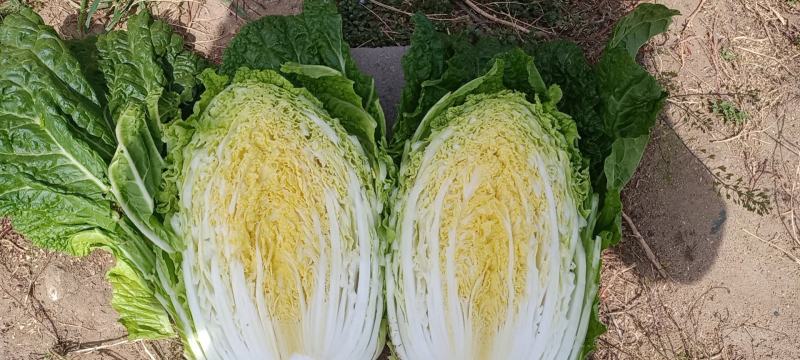 【实力】新鲜白菜矮棵黄心白菜大量上市一手货源保质保量代发