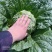【实力】新鲜白菜矮棵黄心白菜大量上市一手货源保质保量代发
