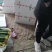 山东丝瓜，产地直销，欢迎电商批发老板联系！