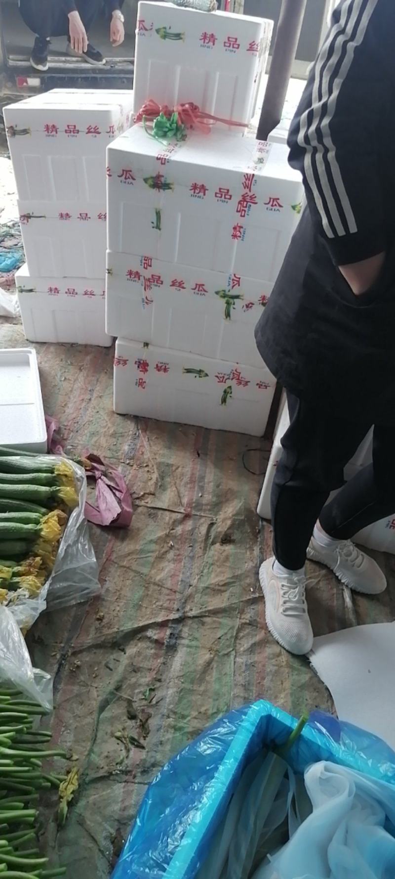 山东丝瓜，产地直销，欢迎电商批发老板联系！