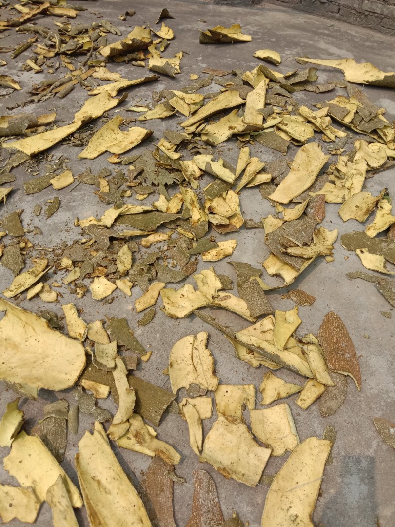 中药材救必应，榕胆木皮，薄皮，白银树。农民辛勤采割，迎客