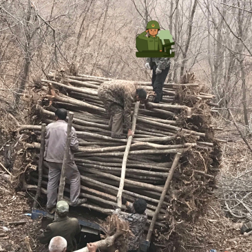 五角枫热销五角枫各种规格