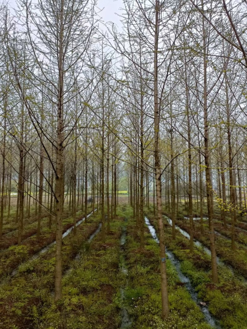 杉木，柳杉，水杉