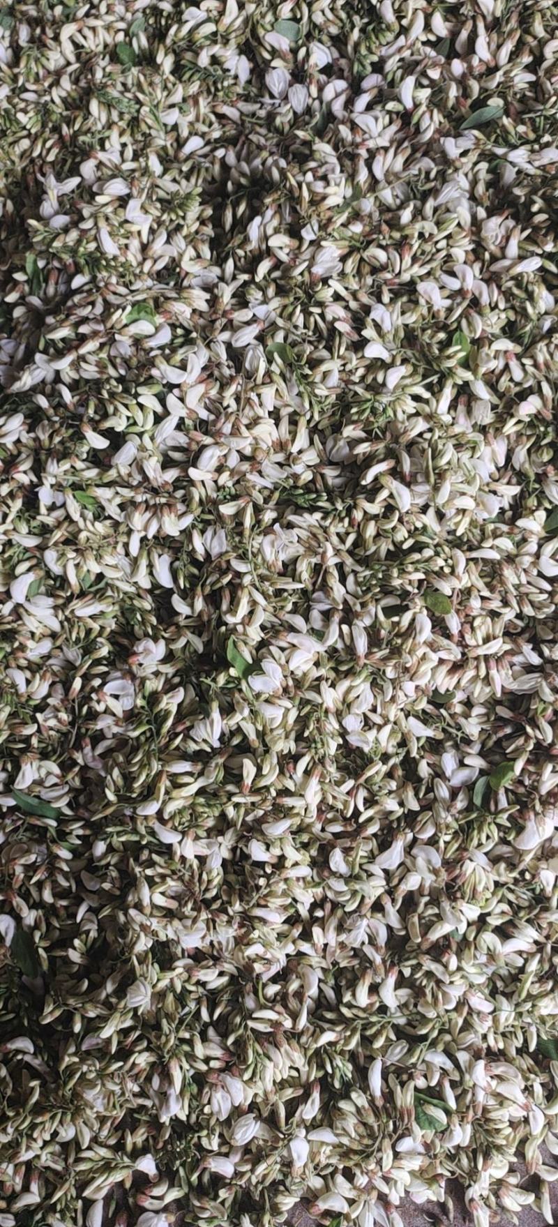新鲜洋槐花，当天收当天发货，自己冷库可以打冷，可以加冰。