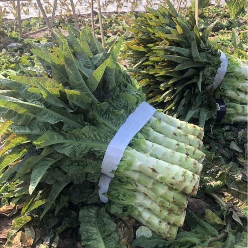 莴笋尖叶莴笋红叶香莴苣产地直发欢迎需要的老板来电合作