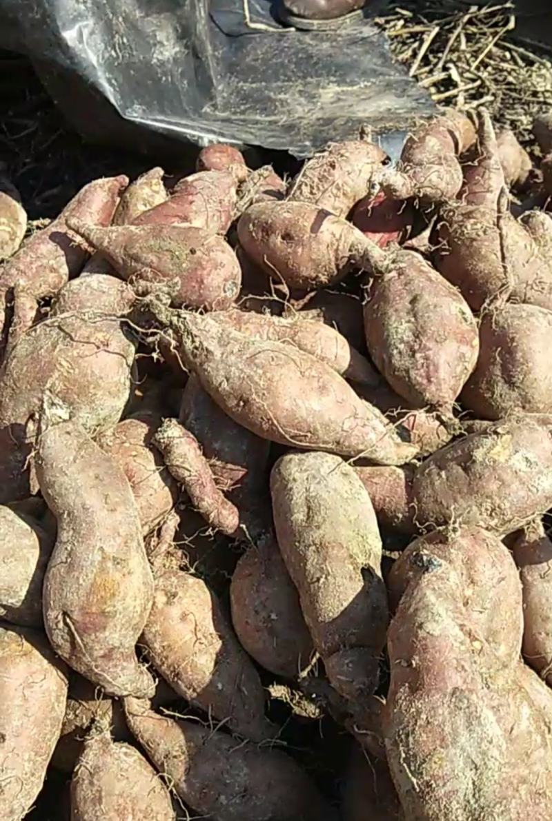 广西柳州三江花心红薯，