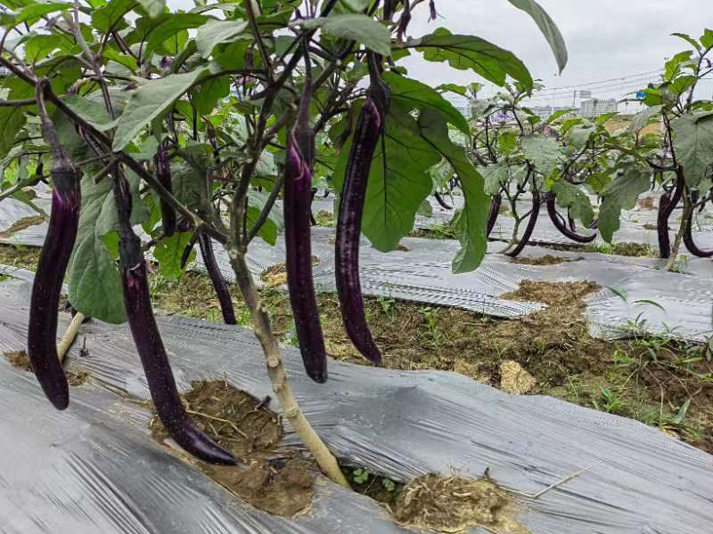 全国主要长茄种子销售渠道实景对比图