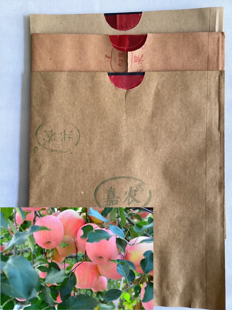 苹果专用寒富苹果粘底内红