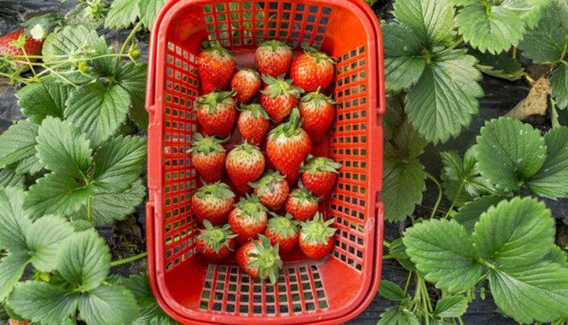 2022年妙香7号草莓苗种苗接受订单预订章姬红颜随珠