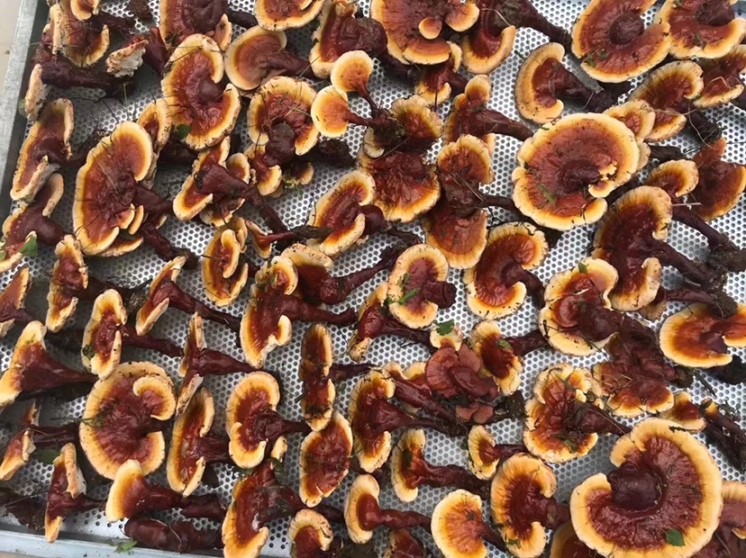 灵芝产品检测报告示例图