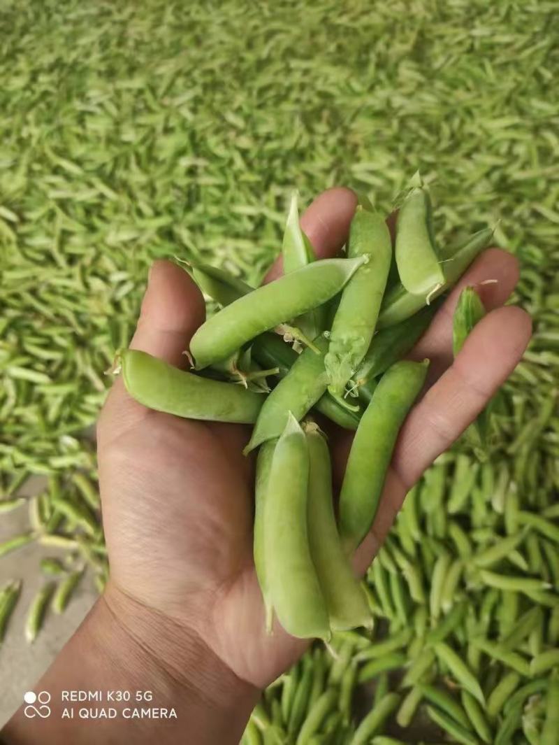 豌豆，当天采摘，货品新鲜，质量保证，诚信交易