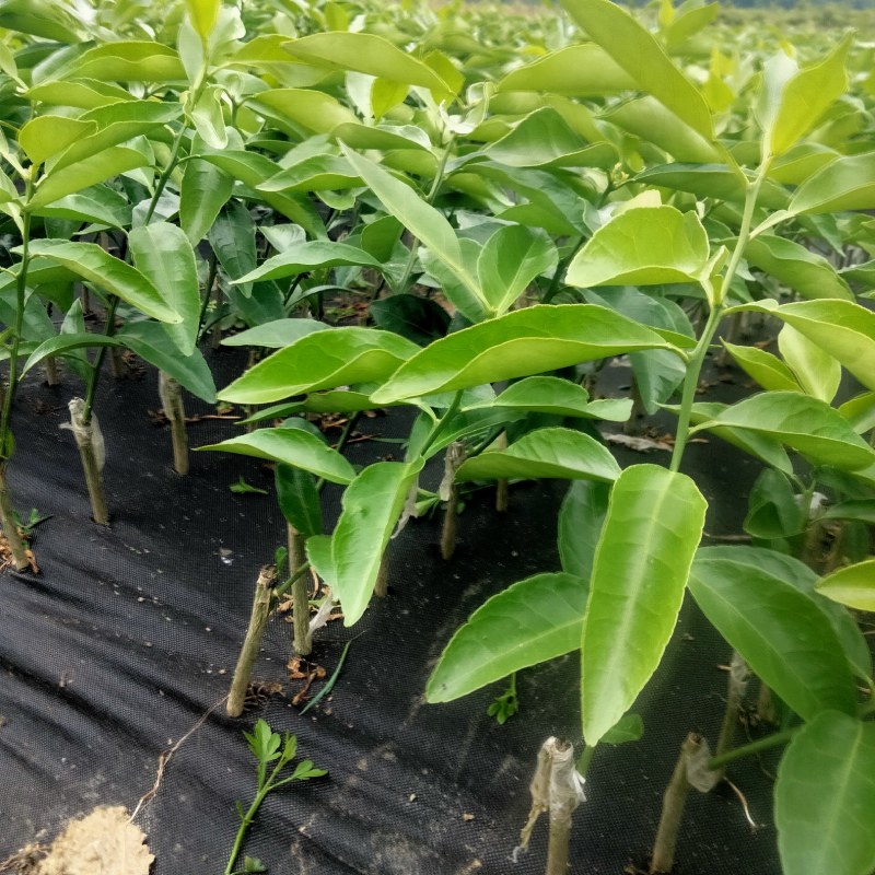 新品种爱莎(华美1号)柑橘苗，十月份成熟，可视频挖苗