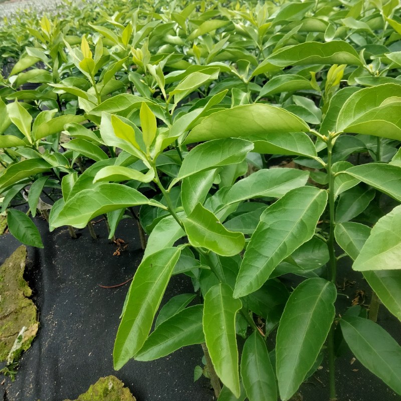 新品种爱莎(华美1号)柑橘苗，十月份成熟，可视频挖苗