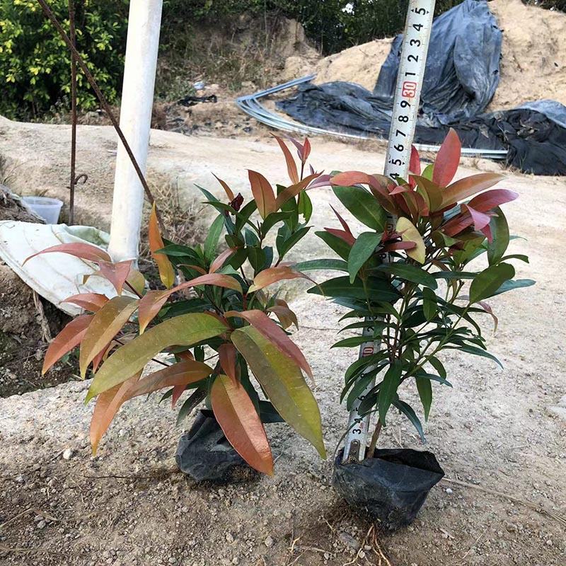 彩叶扶桑杯苗彩叶大红花容器苗彩叶朱槿袋苗小苗彩叶植