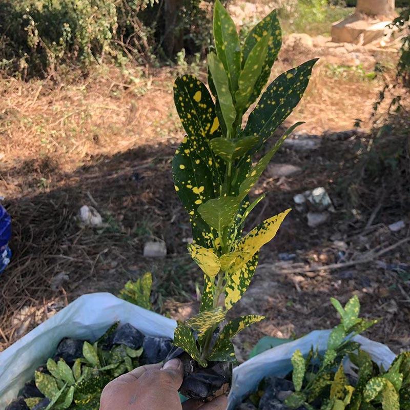 彩叶扶桑杯苗彩叶大红花容器苗彩叶朱槿袋苗小苗彩叶植
