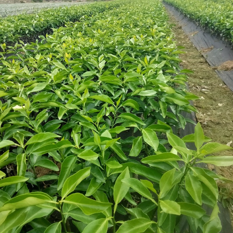 新品种爱莎(华美1号)柑橘苗，十月份成熟，可视频挖苗