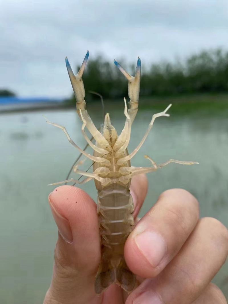 淡水澳龙虾苗，安徽本地出品