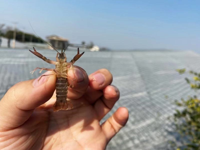 淡水澳龙虾苗，安徽本地出品