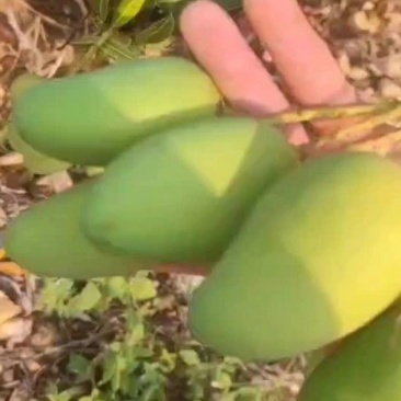 正宗海南小台芒
