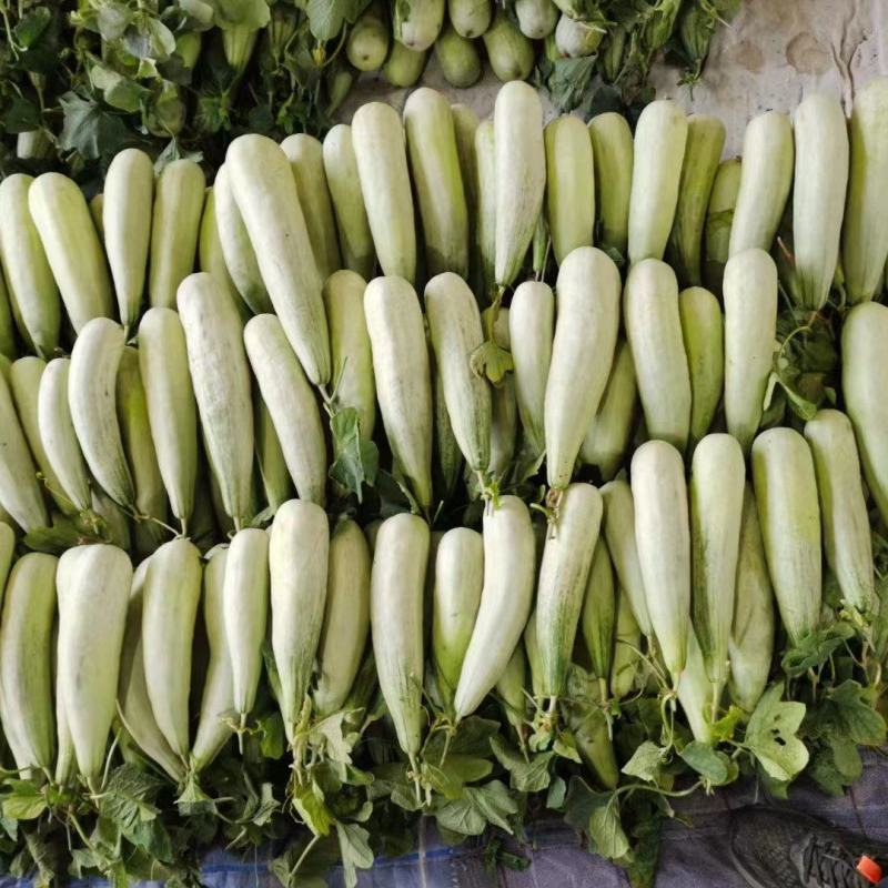 羊角蜜费县甜瓜大量上市一手货源欢迎咨询采购