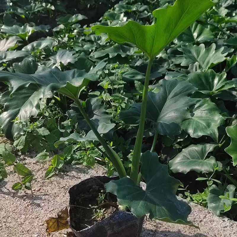 春羽工程苗春芋地被苗仙羽蔓绿绒杯苗小天使绿化苗