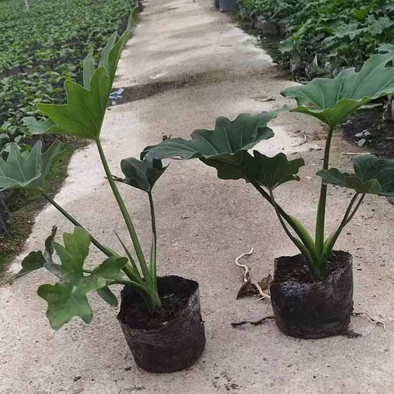 春羽工程苗春芋地被苗仙羽蔓绿绒杯苗小天使绿化苗