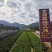 春羽工程苗春芋地被苗仙羽蔓绿绒杯苗小天使绿化苗