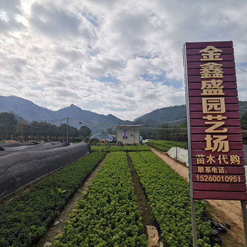 春羽工程苗春芋地被苗仙羽蔓绿绒杯苗小天使绿化苗